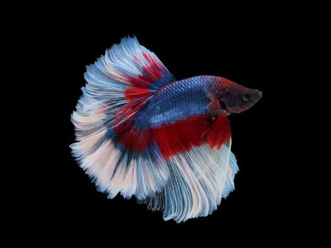 Fighting fish Stock Photos