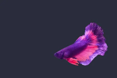 Fighting fish Foto stock