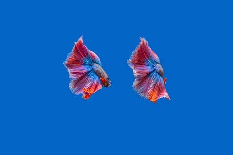 Fighting fish Foto stock