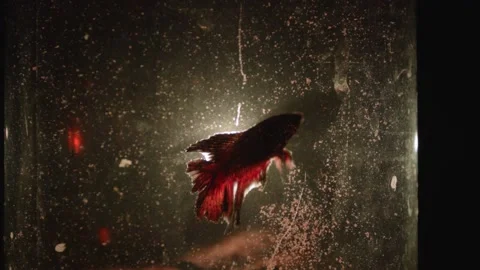 Fighting Fish Rising Above Light And Flaring Fins Stock Footage 148901158