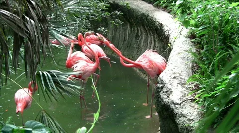 Fighting flamingos Видео 488387