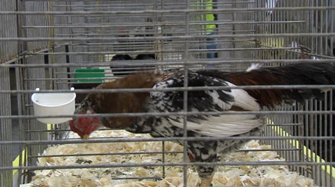 Fighting fowl in cage Stockbeeldmateriaal 34861506