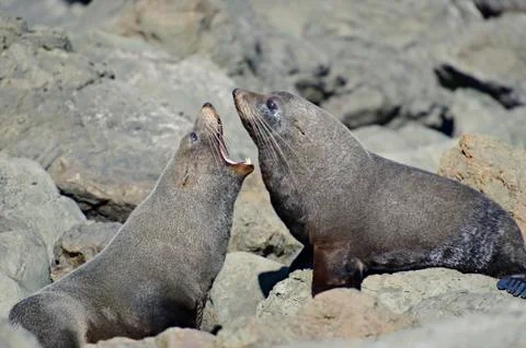 Fighting Fur Seals Stock Photos