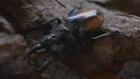 Fighting Giant Stag Beetle Crawling Stock Footage 105651647