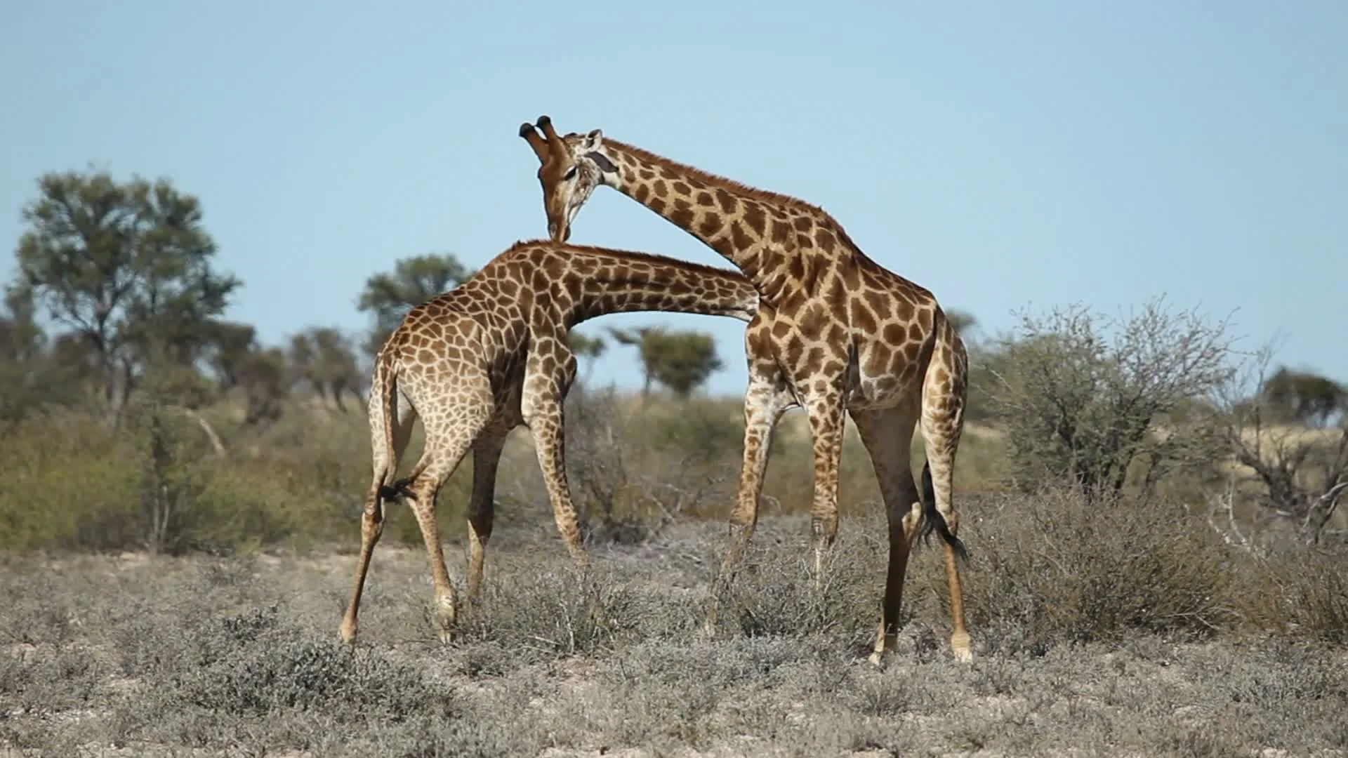 Fighting giraffes, African wildlife safari, South Africa, image size:1920x1080