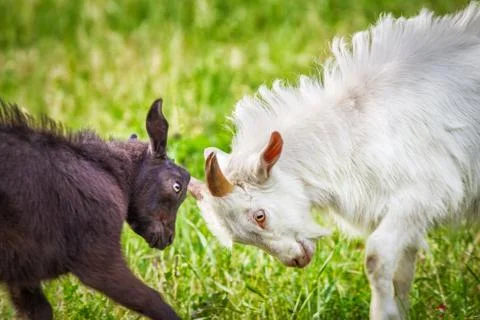 Fighting of goats Stock Photos