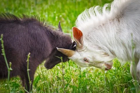 Fighting of goats Stock Photos