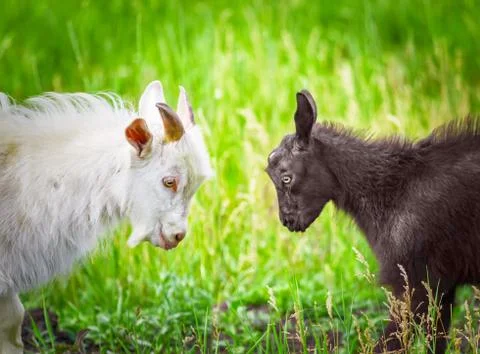 Fighting of goats Stock Photos