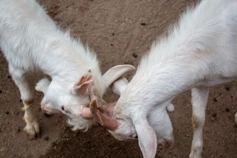 Fighting goats Stock Photos