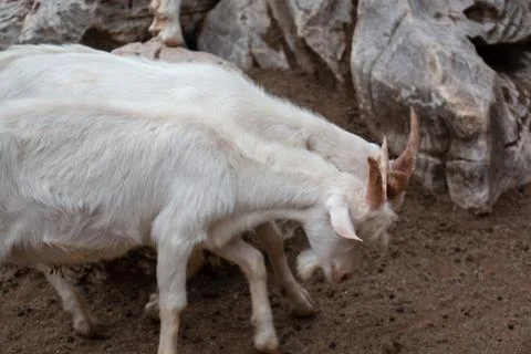 Fighting goats Stock Photos