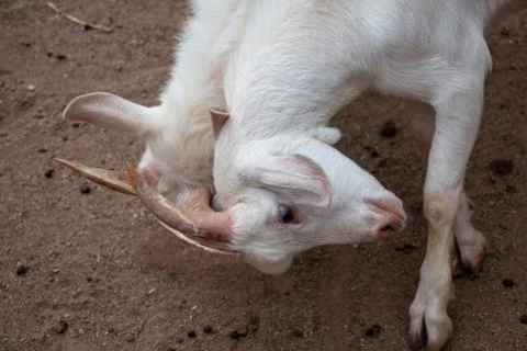 Fighting goats Stock Photos