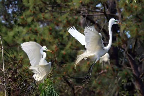 Fighting Great Egrets Fotos Stock