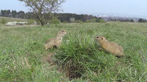 Fighting ground squirrel 库存影片 37157903