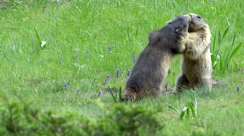 Fighting groundhogs. Alpine marmot. Stock Footage 37765808