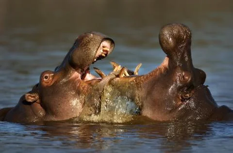 Fighting hippo's Stock Photos