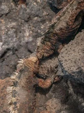 Fighting Iguanas Stock Photos