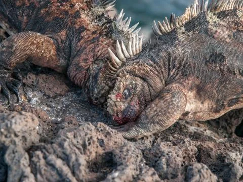 Fighting Iguanas Stock Photos