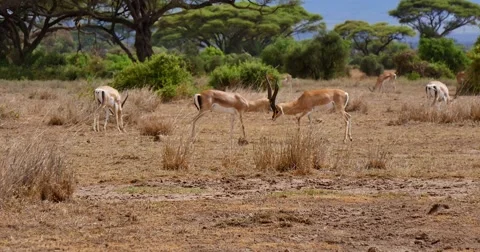 Fighting Impala Stock Footage 60379631