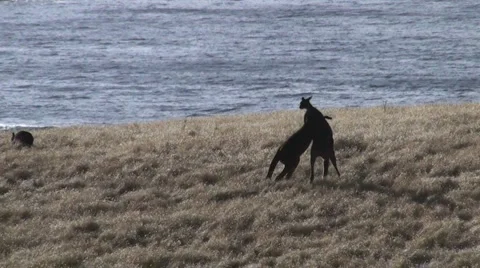 Fighting kangaroos Stock Footage 964573