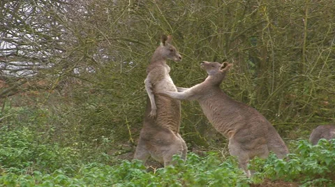Fighting kangaroos, two eastern grey kangaroos boxing Stock Footage