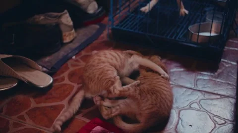 Fighting Kittens 動画素材 242387153