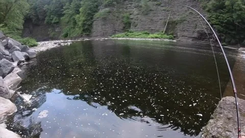Fighting landlock salmon Stock-Footage 336030587