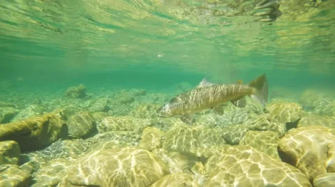 Fighting a large trout underwater view Stock Footage 65106218