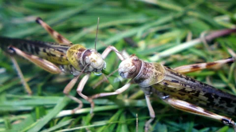 Fighting Locust Видео 39042569