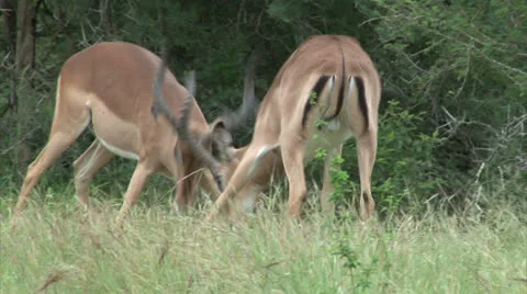 Fighting male Impala Stock Footage 25487920