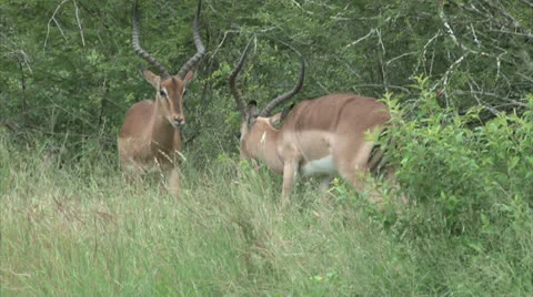 Fighting male Impala 스톡 동영상 25488020
