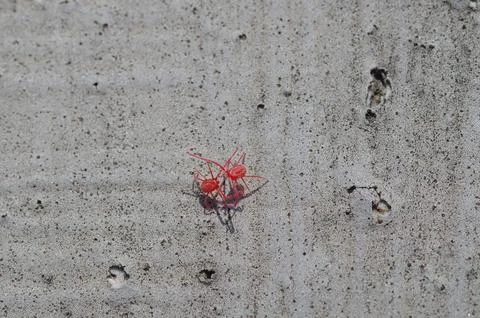 Fighting micro bugs Stock Photos