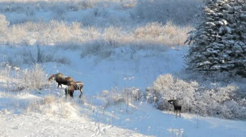 Fighting moose with cow and yearling Stock Footage