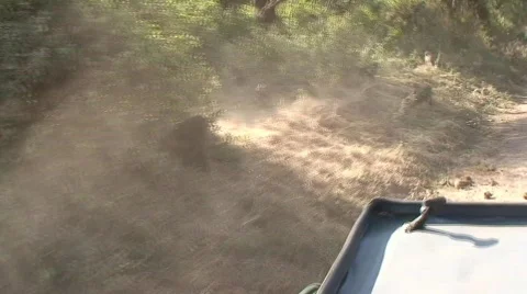 Fighting Olive Baboons 01 Vídeo Stock 468025