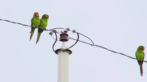 Fighting Parrot couple Video stock 150530220
