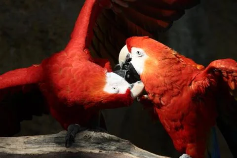 Fighting Parrots 스톡 사진