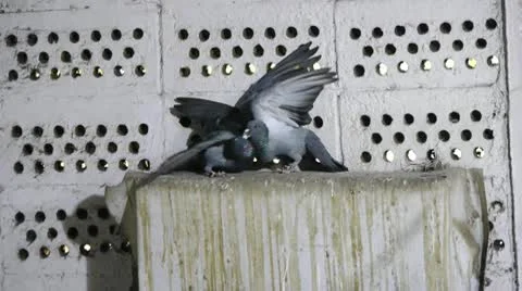 Fighting pigeons Stock Footage 10792132