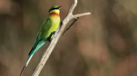 Fighting For Pole Stock Footage 33971913