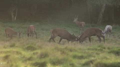 Fighting  Red Deers Stock Footage 81684297