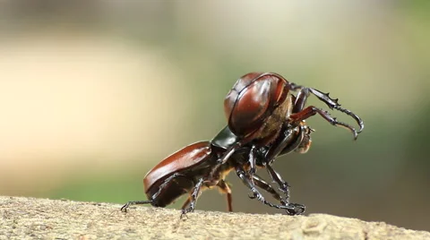 Fighting of rhino stag beetle Stock Footage 54025966