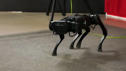 Fighting robot dog demonstrates its capabilities. A new generation of military Stock Footage 151496268