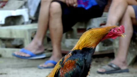 Fighting rooster Vídeo Stock 10562039