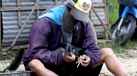 Fighting rooster is prepared Vídeo Stock 10562278