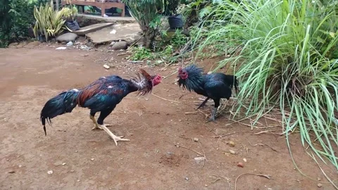 Fighting roosters Stock Footage 238658808