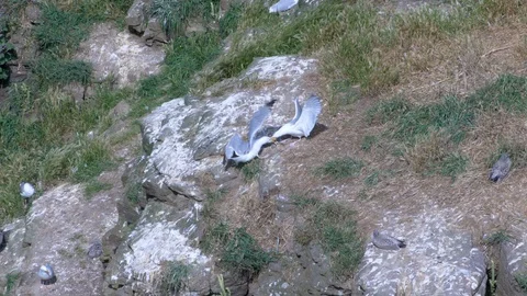 Fighting seagulls Stock Footage 106646126