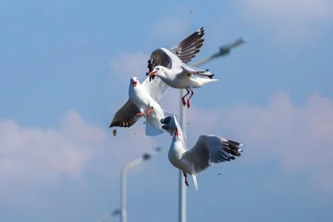 Fighting of seagulls Stock Photos