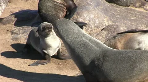 Fighting seals Stock Footage 12146499