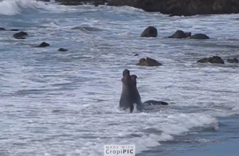 Fighting seals Stock Footage 108571489