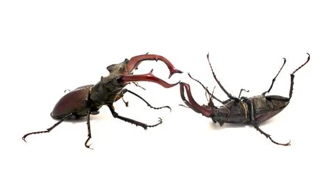 Fighting stag beetles Stock Photos