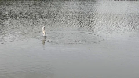 Fighting style and jumping on the surface of the Lates calcarifer fish 库存影片 77677278