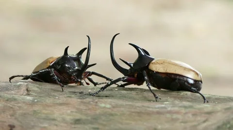  Fighting style of yellow five horned beetle (4K) Stock Footage 54732468